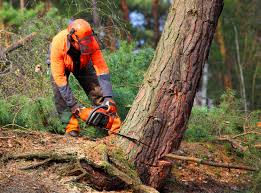Beaver Falls, PA Tree Care Company