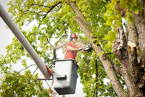 Tree and Shrub Care in Beaver Falls, PA